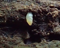 Carychium