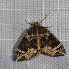 Ecliptopera silaceata