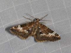 Perizoma alchemillata