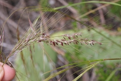 Stipa
