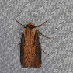 Agrotis volubilis