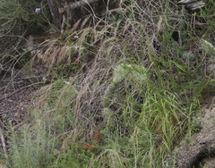 Stipa