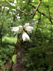 Deutzia pulchra
