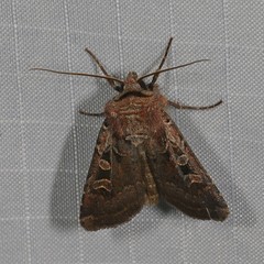 Euxoa divergens