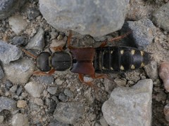 Staphylinus dimidiaticornis
