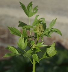 Levisticum officinale