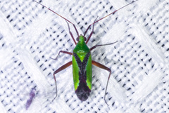 Phytocoris vau