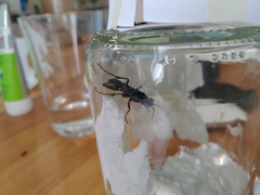 Chalybion californicum