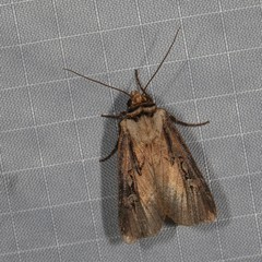 Agrotis volubilis