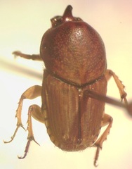Euoniticellus intermedius