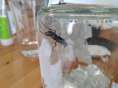 Chalybion californicum