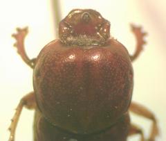 Euoniticellus intermedius