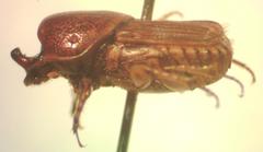 Euoniticellus intermedius