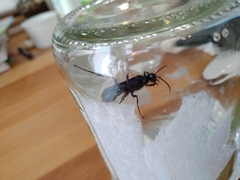 Chalybion californicum