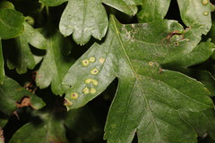 Eriophyes crataegi
