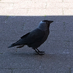 Corvus monedula