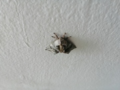 Apatelodes torrefacta