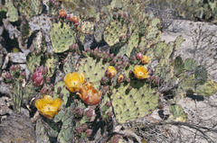 Opuntia azurea