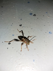 Neoclytus mucronatus