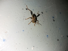 Neoclytus mucronatus