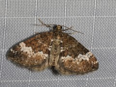 Perizoma alchemillata