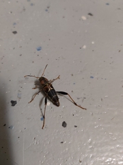 Neoclytus mucronatus