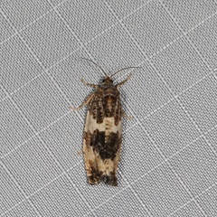 Pseudosciaphila duplex