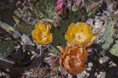 Opuntia azurea