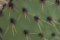 Opuntia azurea