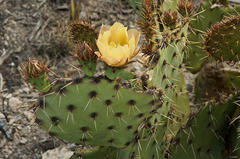 Opuntia azurea