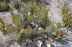 Opuntia azurea