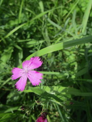Dianthus chinensis