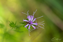 Liatris squarrosa