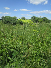 Heracleum sphondylium sibiricum