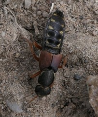 Staphylinus dimidiaticornis