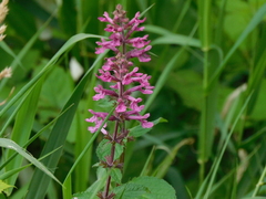 Stachydeae