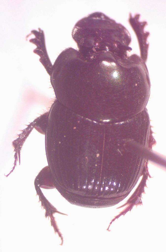 Onthophagus acuminatus