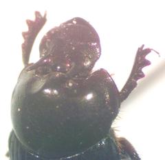 Onthophagus acuminatus