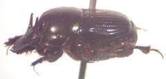 Onthophagus acuminatus