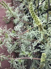 Ambrosia chamissonis