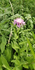 Centaurea × moncktonii