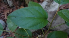 Croton virletianus