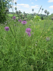Centaurea scabiosa