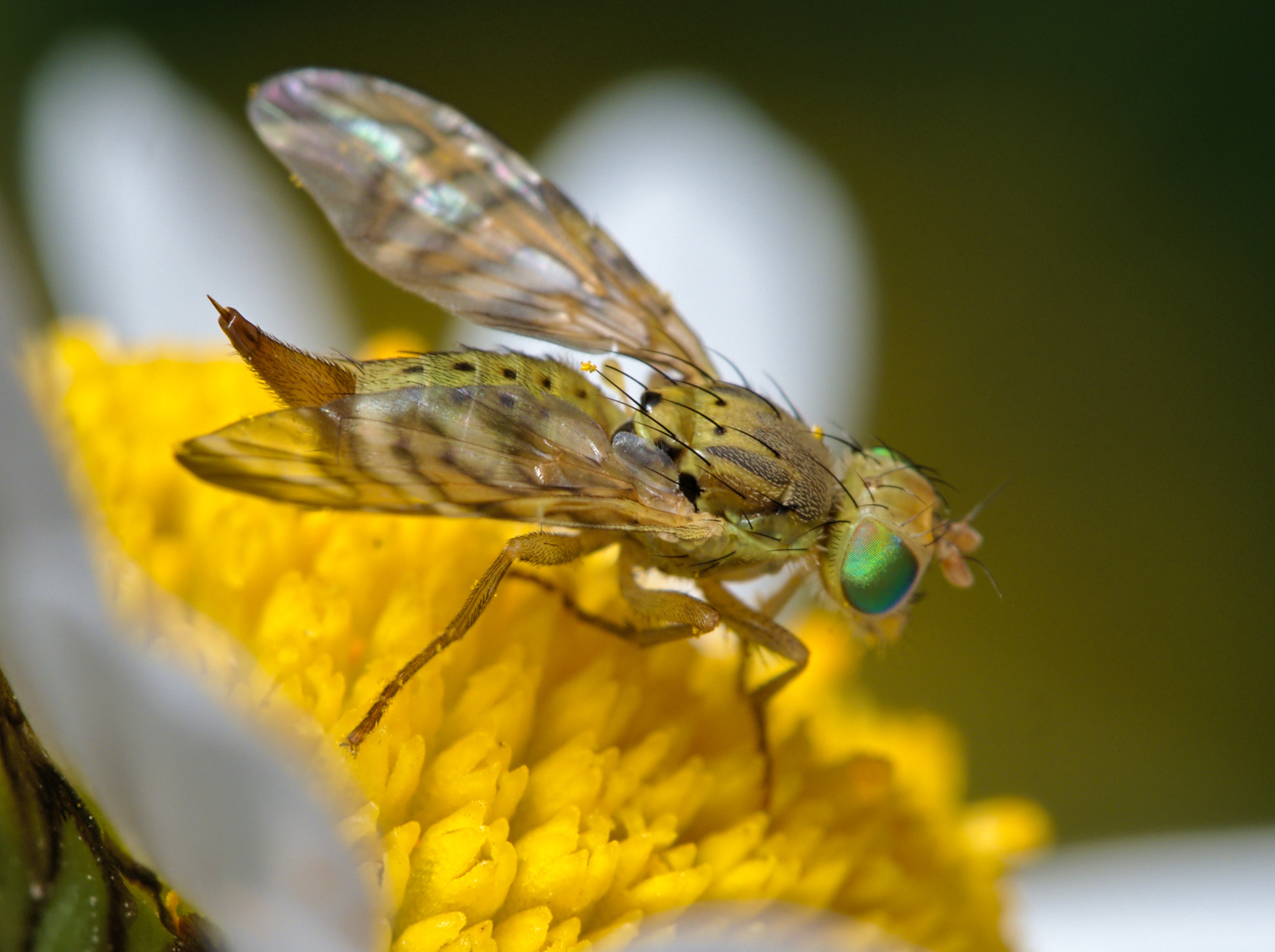 Chaetostomella cylindrica  iNaturalist