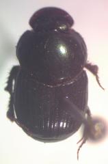 Onthophagus acuminatus