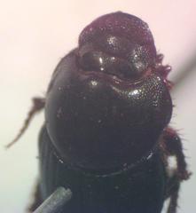 Onthophagus acuminatus