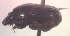 Onthophagus acuminatus