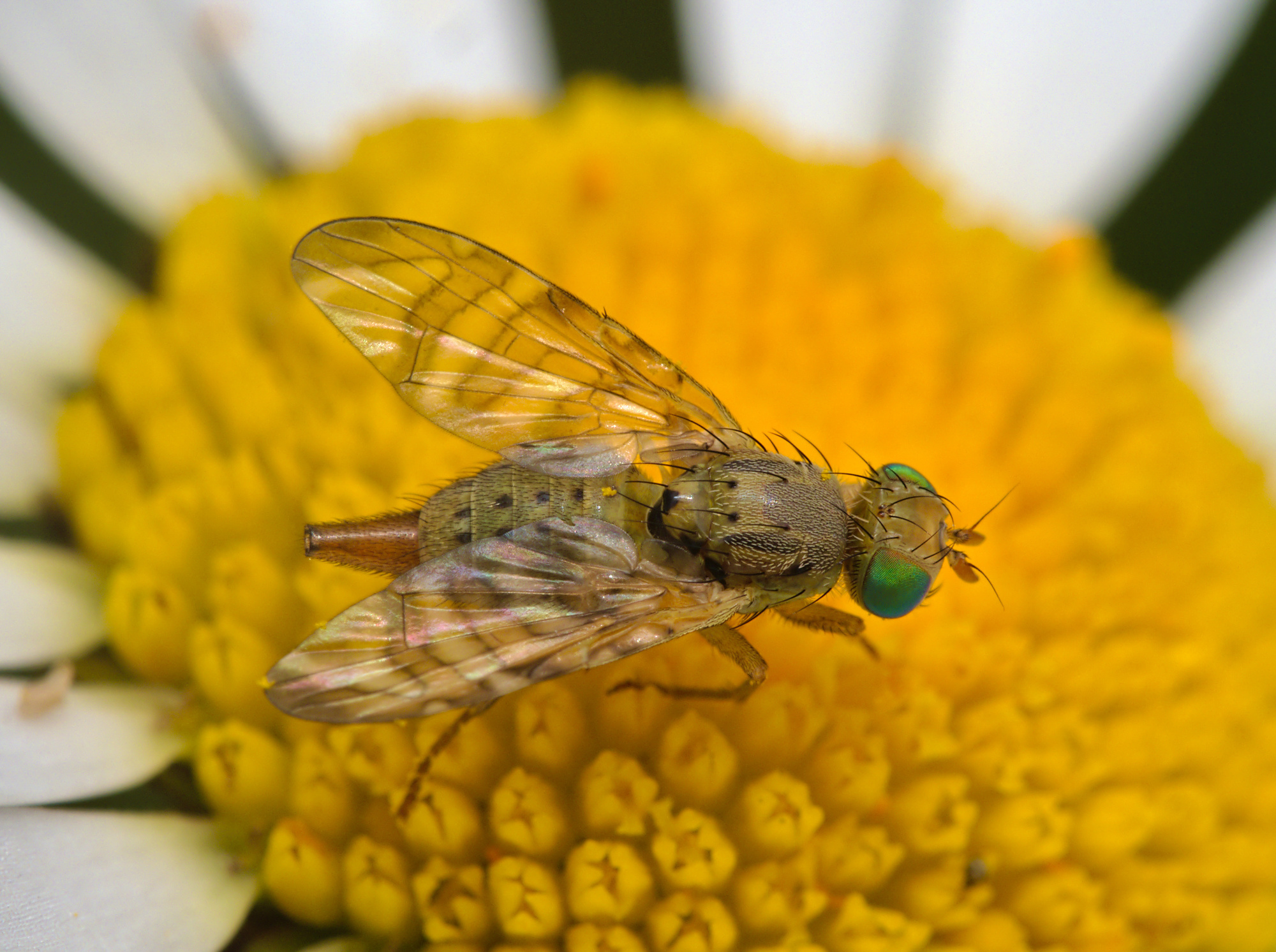 Chaetostomella cylindrica  iNaturalist