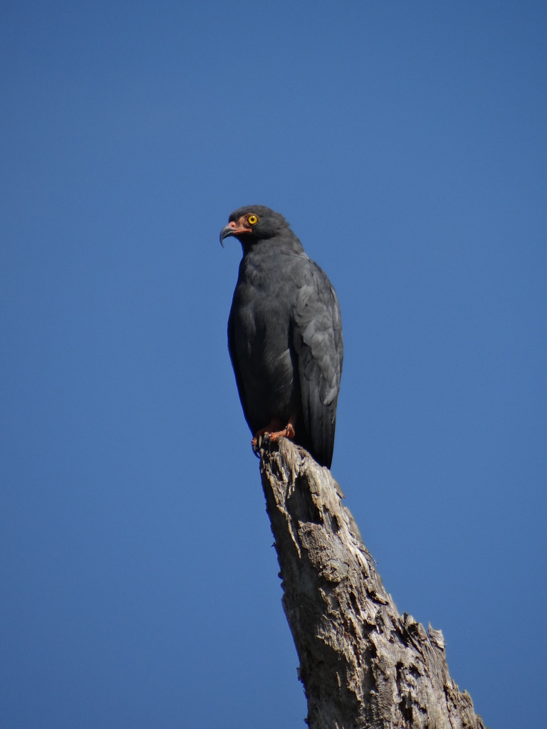 Slender-billed Kite