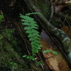 Cystopteris bulbifera